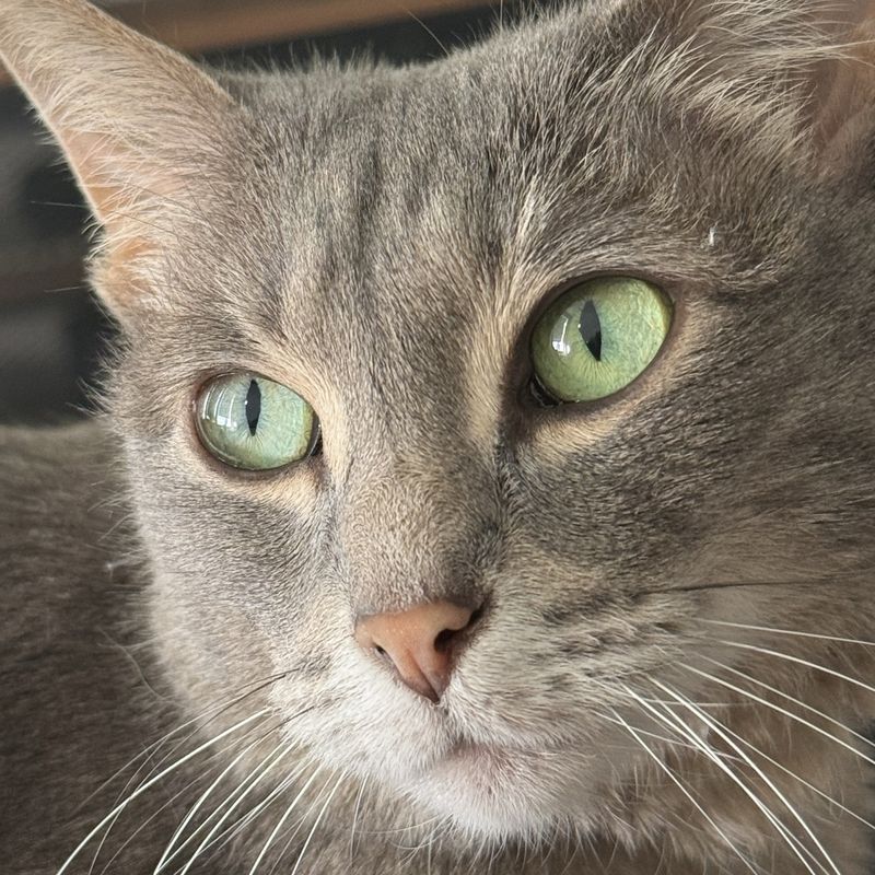 Tuna, Cait's gray cat, with bright green eyes